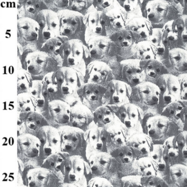 Puppys Cotton Canvas Print Fabric